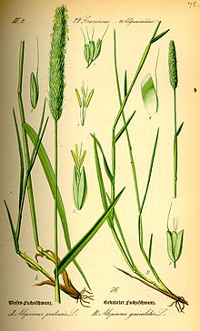 Alopecurus textilis Boiss. Family: Poaceae