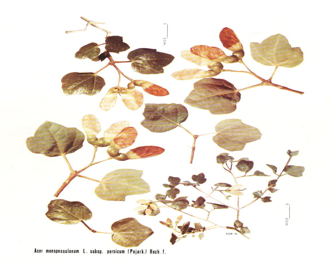 Acer monspessulanum L.E: Montpellier maple, Japanese maple, China maple