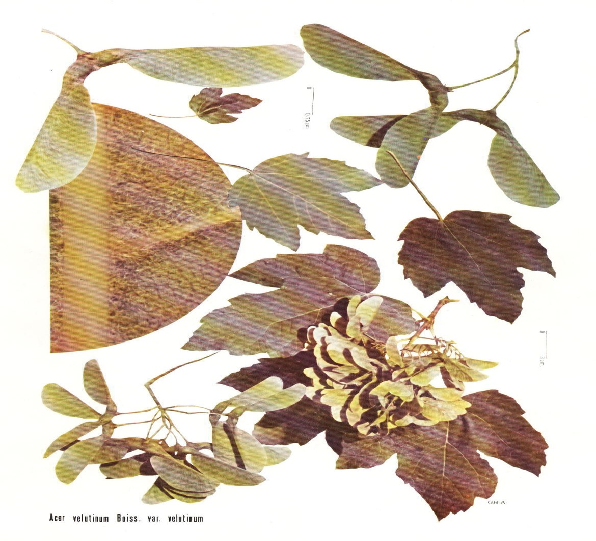 Acer velutinum Boiss.