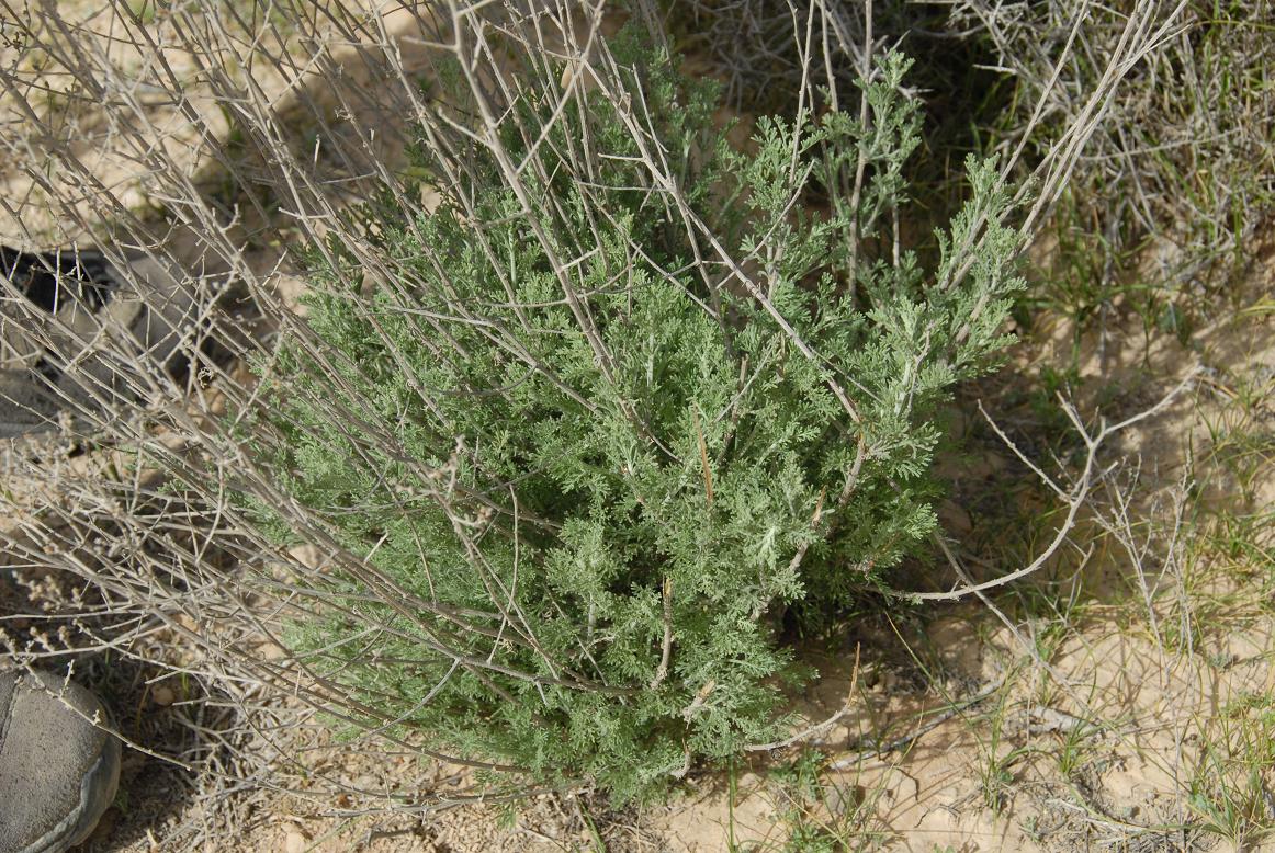 Artemisia sieberi