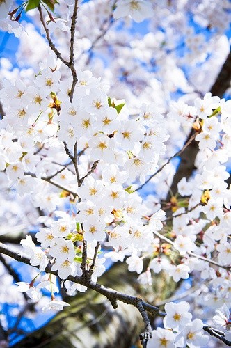 زیباکنار گیلان شکوفه های درختان میوه 