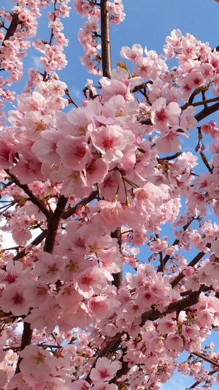 شکوفه های بهاری زیباکنار استان گیلان 