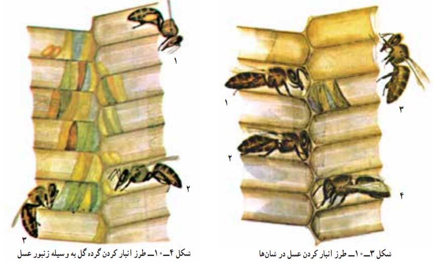طرز انبار کردن عسل و گرده در شان