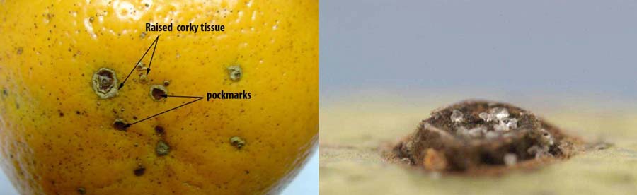 زخمهای ایجاد شده روی میوه مرکبات در اثر بیماری لکه قهوه ای آلترناریایی مرکبات با عامل Alternaria alternata pv citri