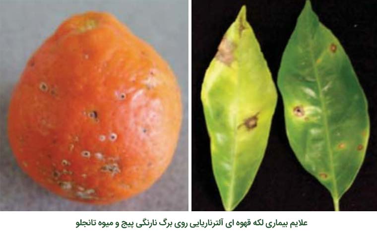 علایم بیماری لکه قهوه ای آلترناریایی مرکبات روی برگ نارنگی پیج و میوه تانجلو