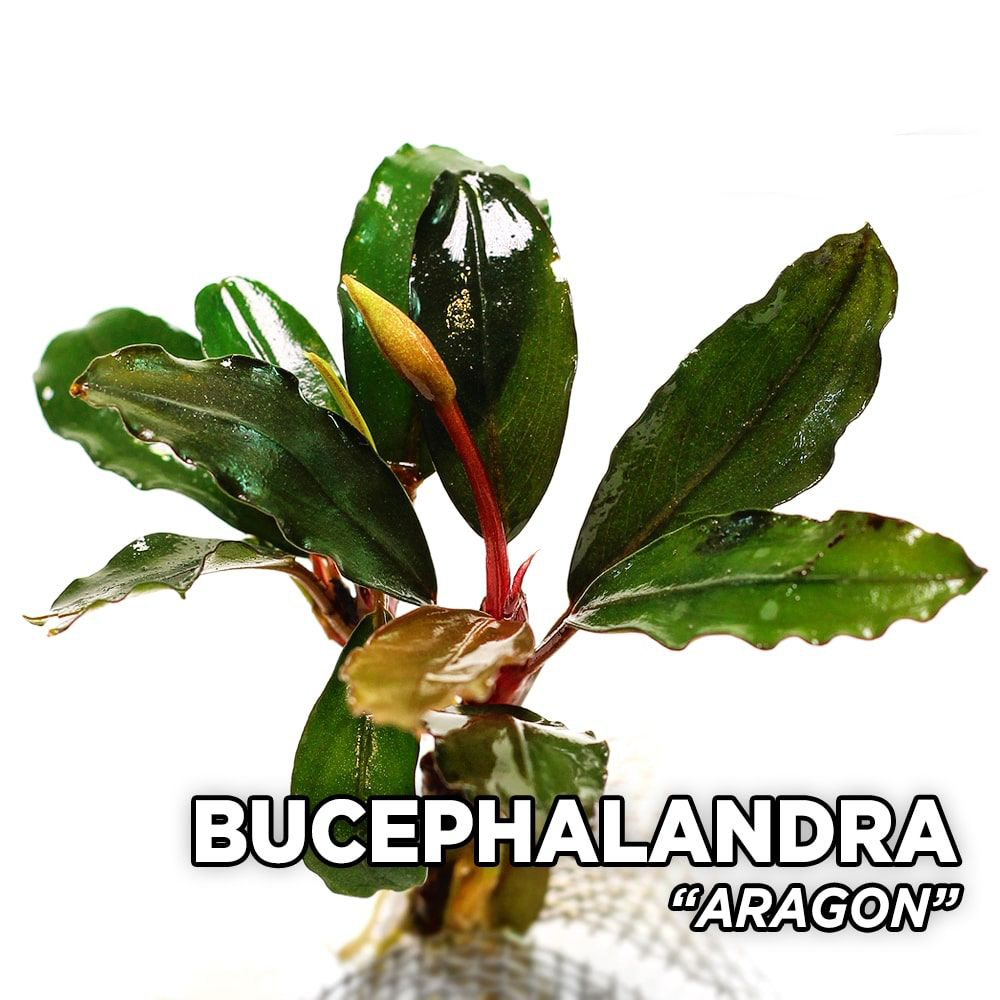 بوسفلاندرا آراگون/ Bucephalandra Aragon