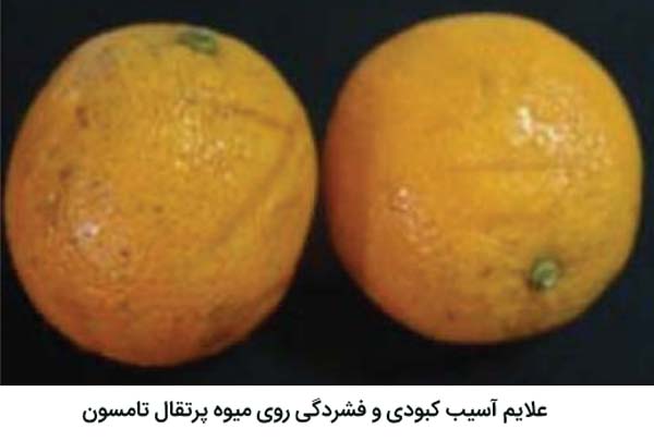 علایم آسیب کبودی و فشردگی روی پرتقال