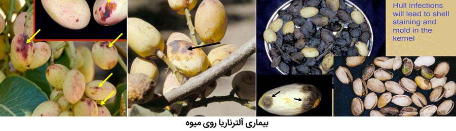 علایم بیماری سوختگی آلترناریایی روی میوه پسته